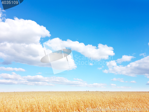 Image of golden wheat field