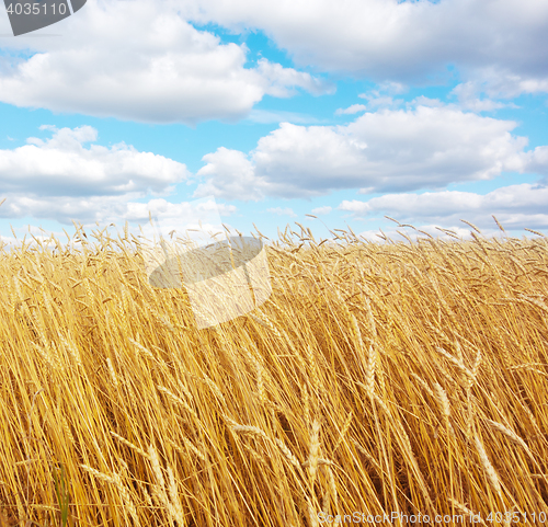 Image of golden wheat field