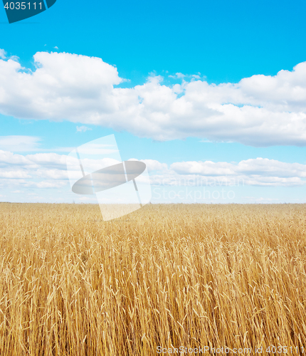 Image of golden wheat field