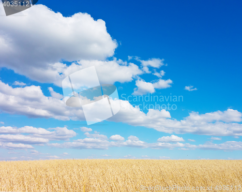 Image of golden wheat field