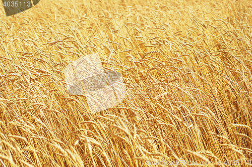 Image of golden wheat field