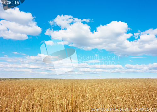 Image of golden wheat field