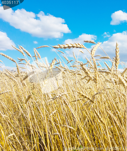 Image of golden wheat field