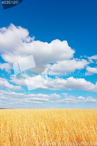 Image of golden wheat field