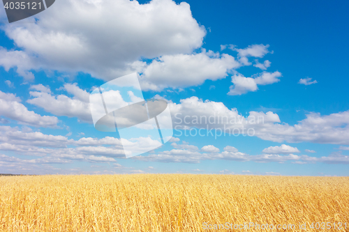 Image of golden wheat field