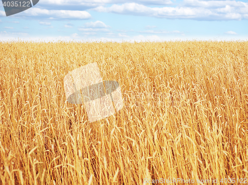 Image of golden wheat field