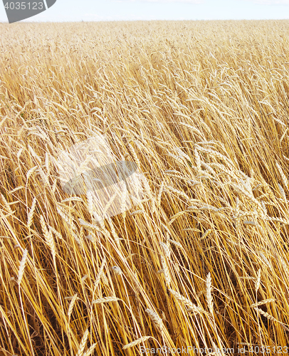 Image of golden wheat field