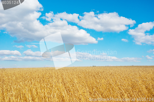 Image of golden wheat field