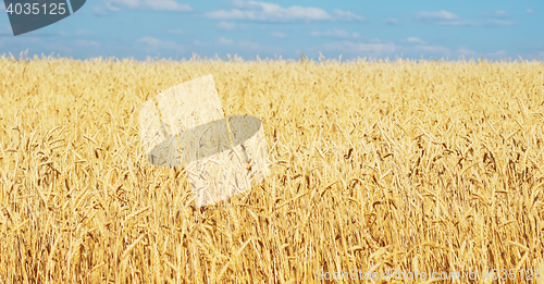 Image of golden wheat field