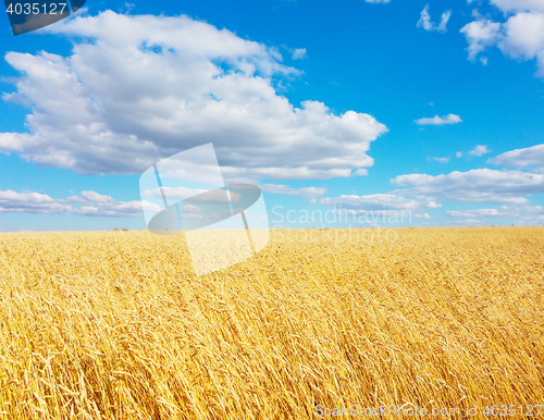 Image of golden wheat field