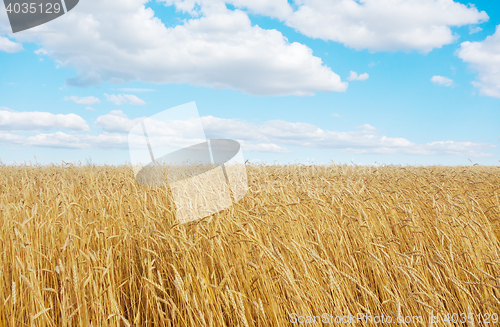 Image of golden wheat field