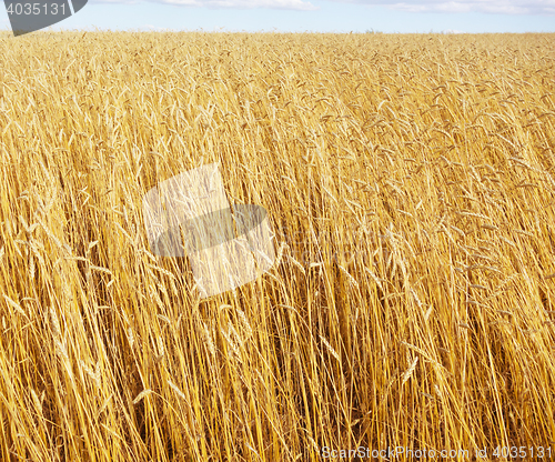 Image of golden wheat field