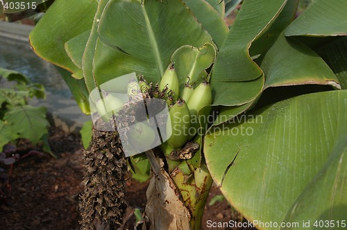 Image of Bannana plant