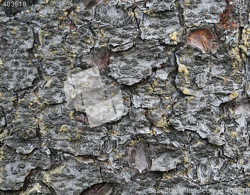 Image of bark background