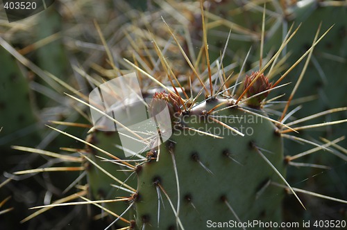 Image of Cactus