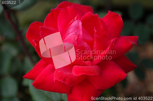 Image of Red rose