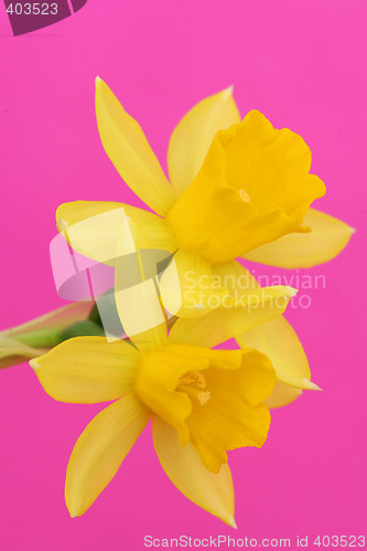 Image of daffodil on pink