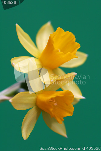 Image of daffodil on green