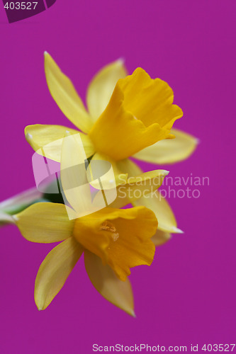 Image of daffodil on viloet