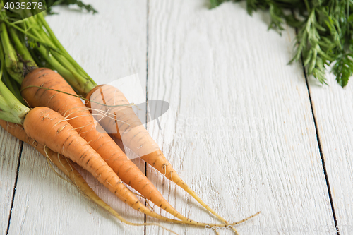 Image of Freshly grown carrots