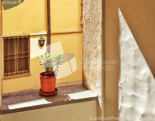 Image of little plant in an ancient building