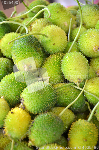 Image of Raw spiny gourd