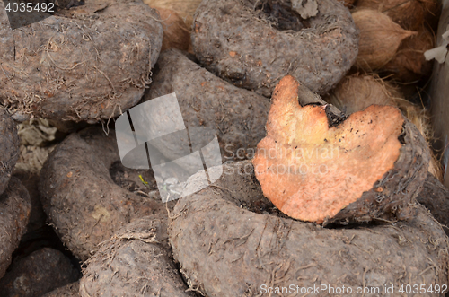 Image of Amorphophallus paeoniifolius or elephant foot yam