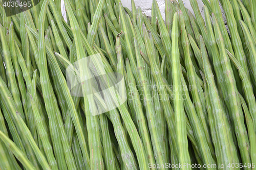 Image of Drumstick Vegetable or Moringa