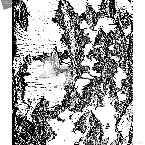 Image of Bark of birch in the cracks texture. illustration.
