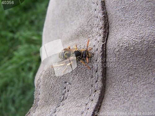 Image of Wasp