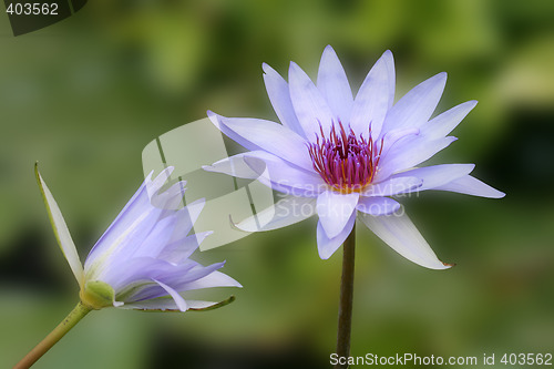 Image of water lily