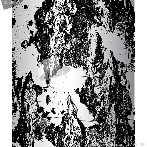 Image of Bark of birch in the cracks texture. illustration.