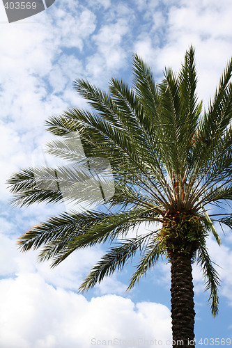 Image of palmtree and sky