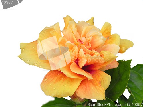 Image of peachy flower