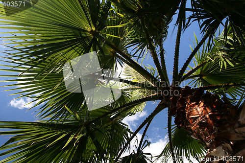 Image of palmtree dream