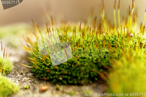 Image of Green moss