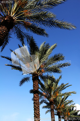 Image of palmtree and blue sky