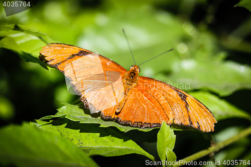 Image of Julia Heliconian Dryas Julia