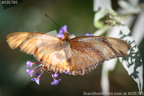 Image of Julia Heliconian Dryas Julia