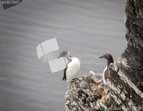 Image of The Guillemots on eaves