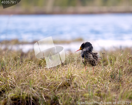 Image of Mating behaviour of ruffs in lek (place of courtship)