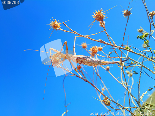 Image of Formidable insect. Armed with  thorns huge locust