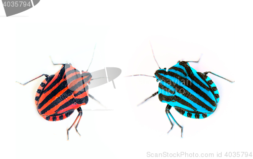 Image of Brightly colored bug Italian. Macro