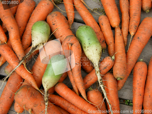 Image of Carrot and radish