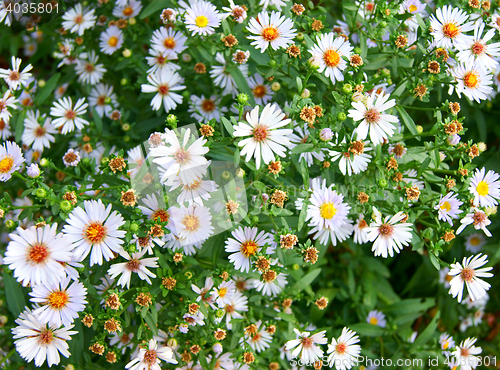 Image of White daisywheels