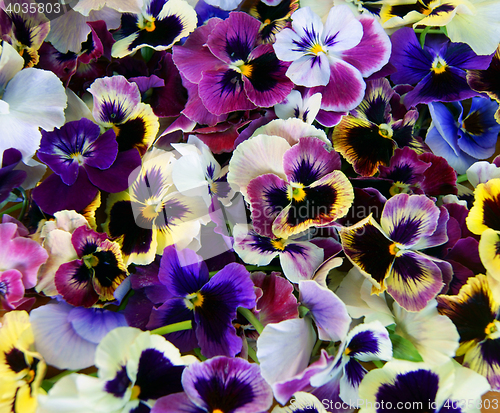 Image of Flower Pansy