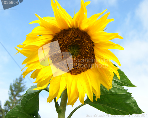 Image of Beautiful sunflower against blue sky