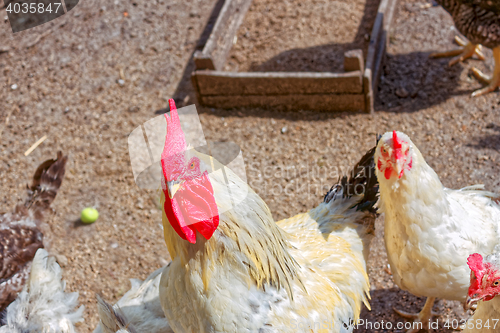 Image of Cock and several hens on the poultry yard