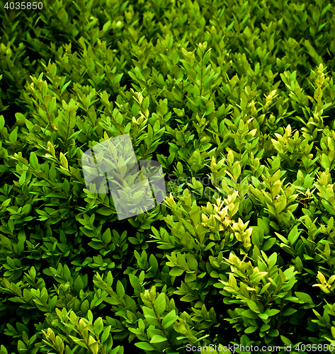 Image of Green Plants Background