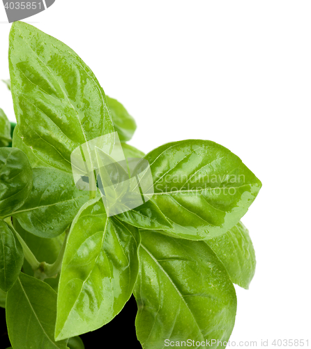 Image of Fresh Green Basil